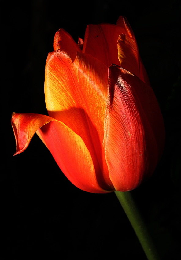 Tulpe freigestellt