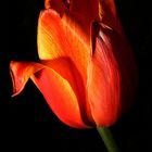 Tulpe freigestellt