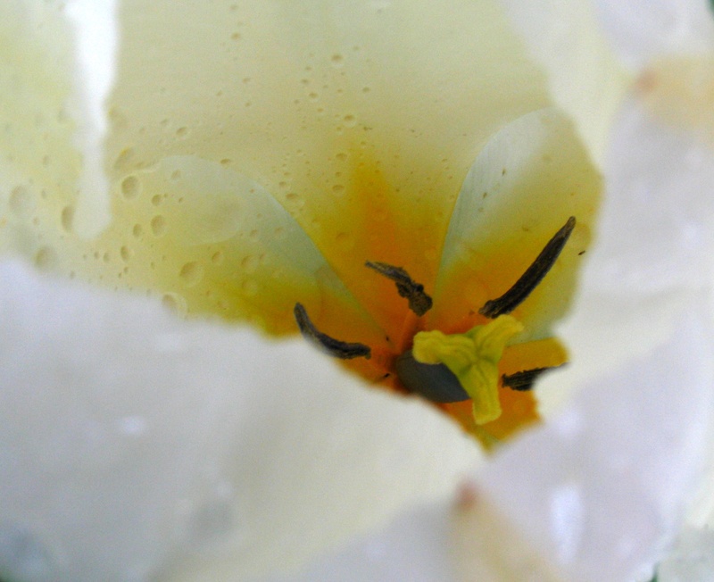 Tulpe, früh am morgen...