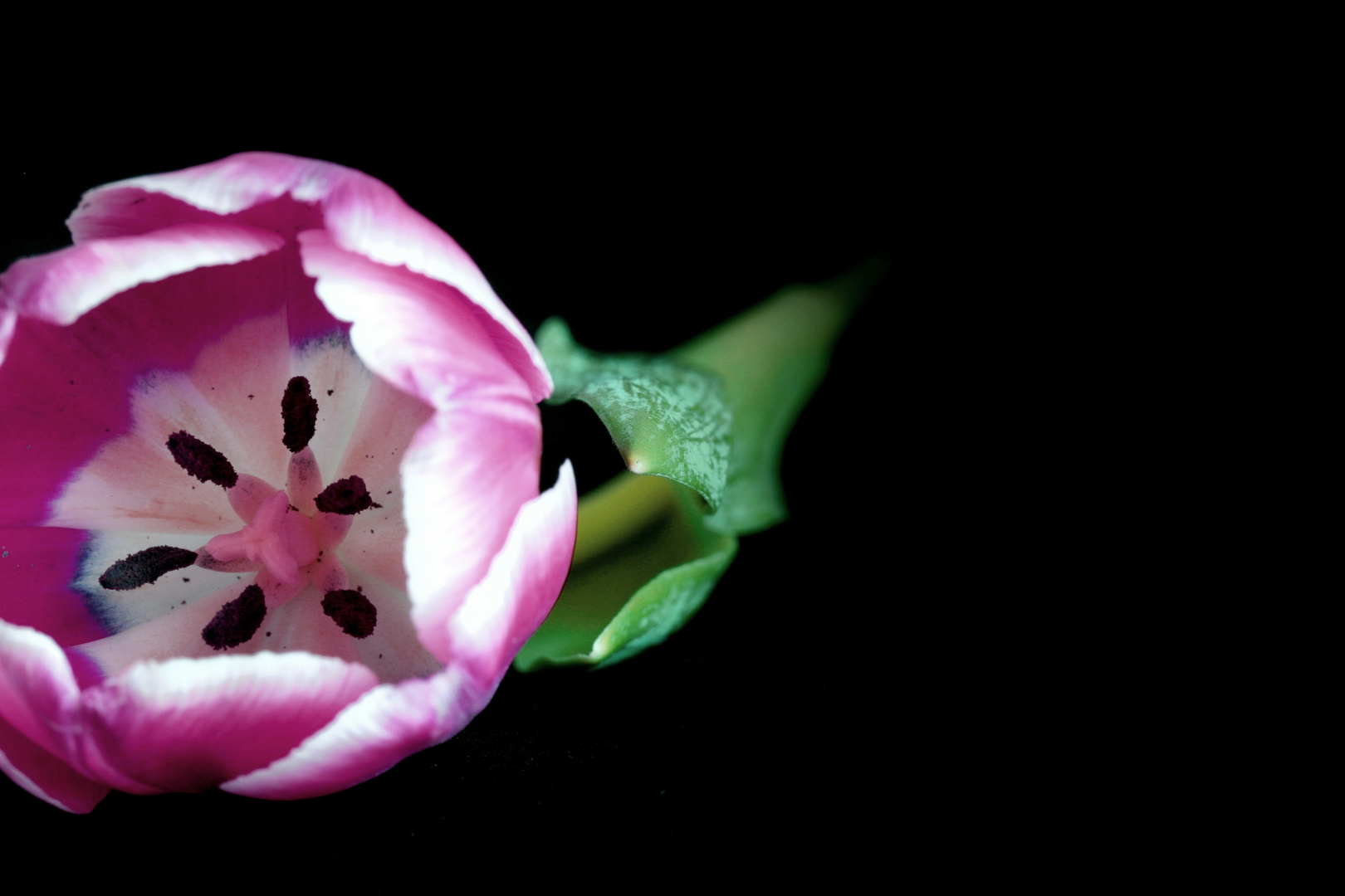 Tulpe Frühling Makro