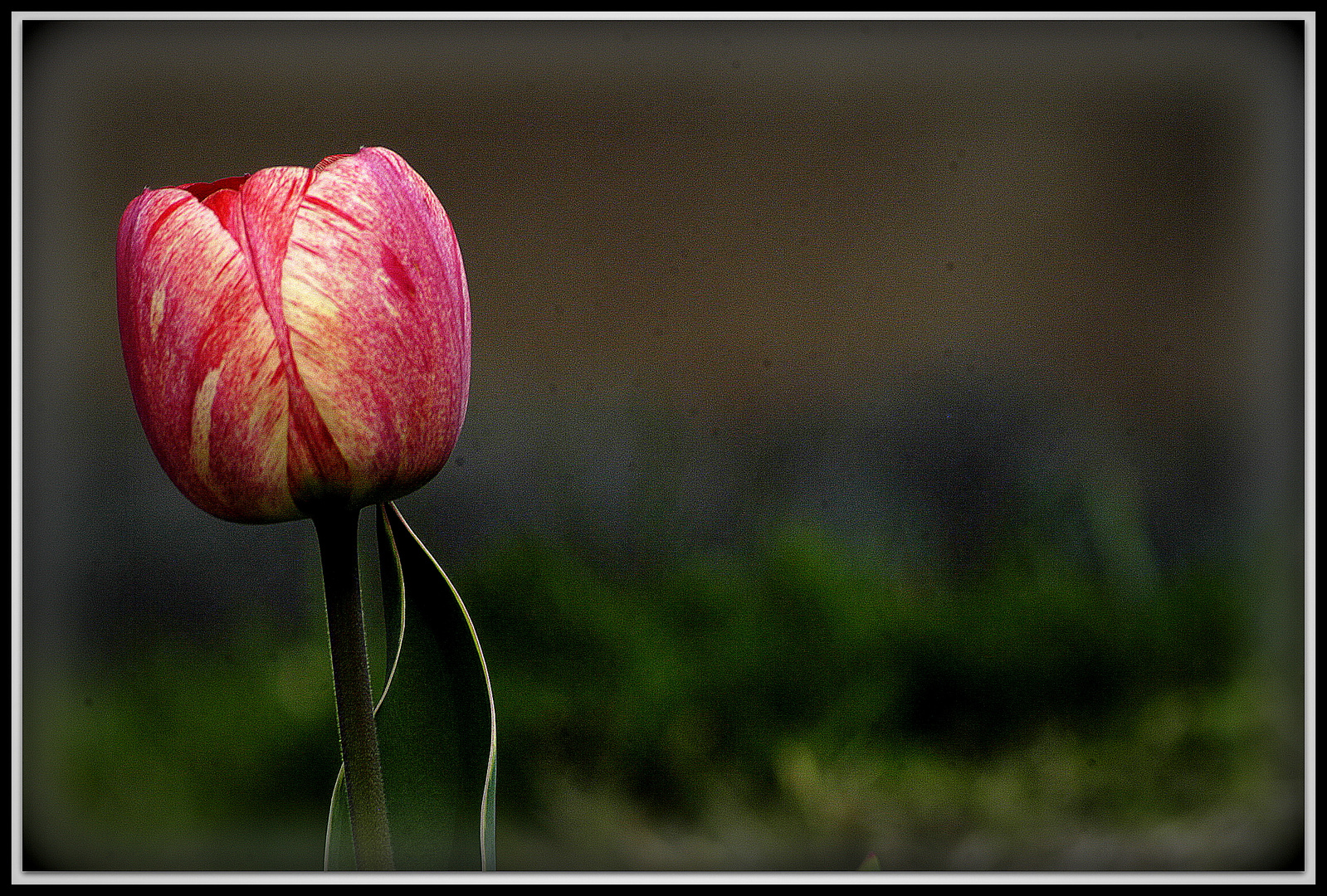 Tulpe für Visitenkarte