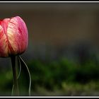 Tulpe für Visitenkarte