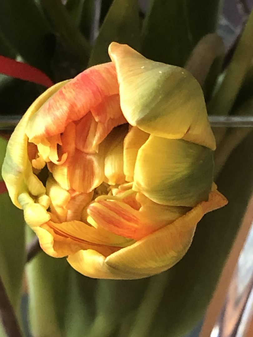 Tulpe gefüllt