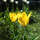 Tulpe Gelb