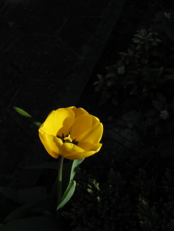 Tulpe gelb