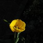 Tulpe gelb