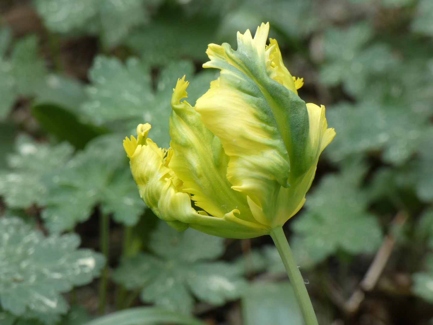 Tulpe gelb-grün