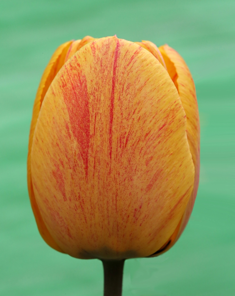 Tulpe gelb mit rot