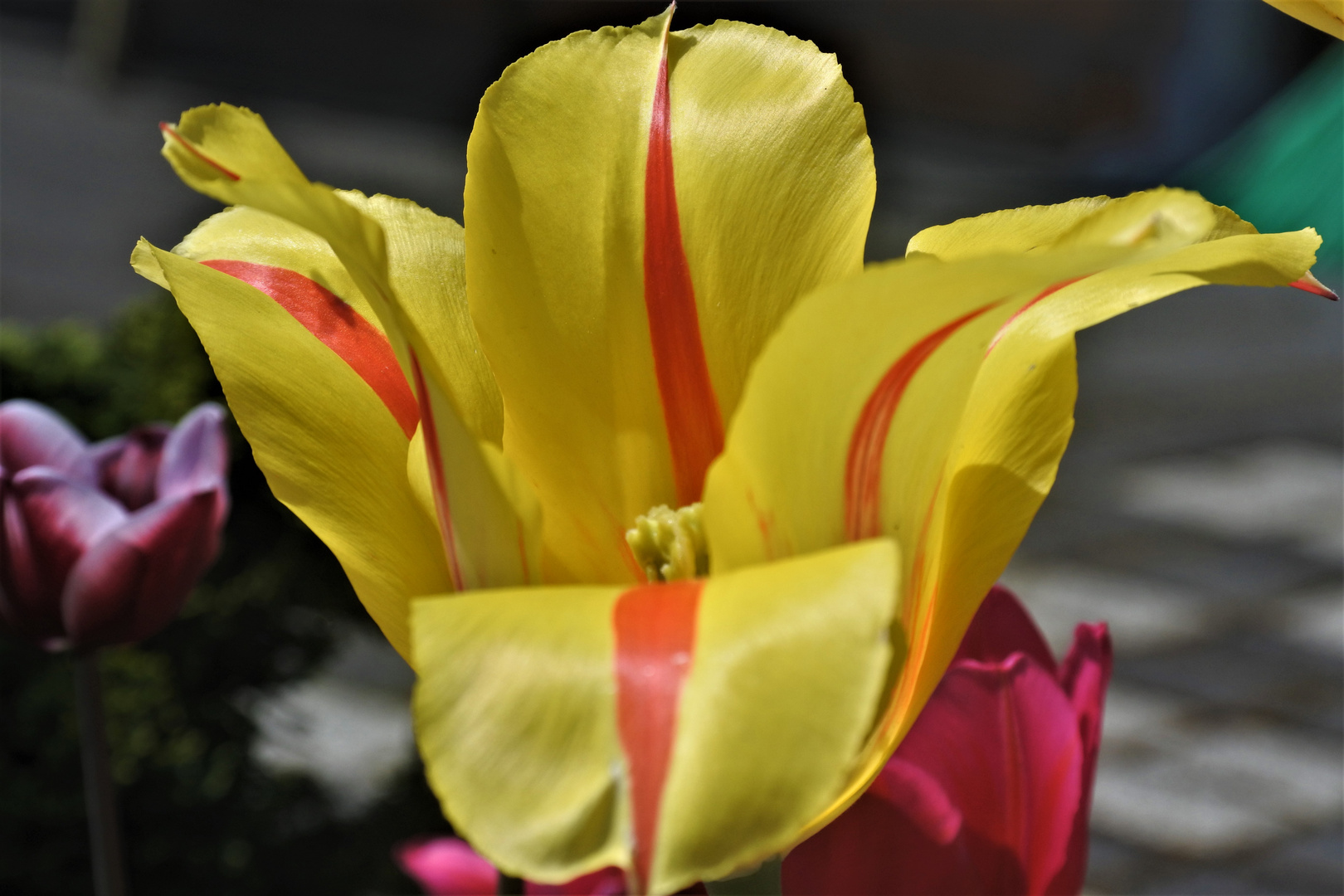 Tulpe gelb-rot