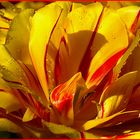 Tulpe -gelb rot
