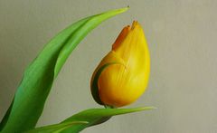 Tulpe, gelbe