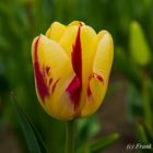 Tulpe, gelb/rot