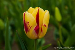 Tulpe, gelb/rot