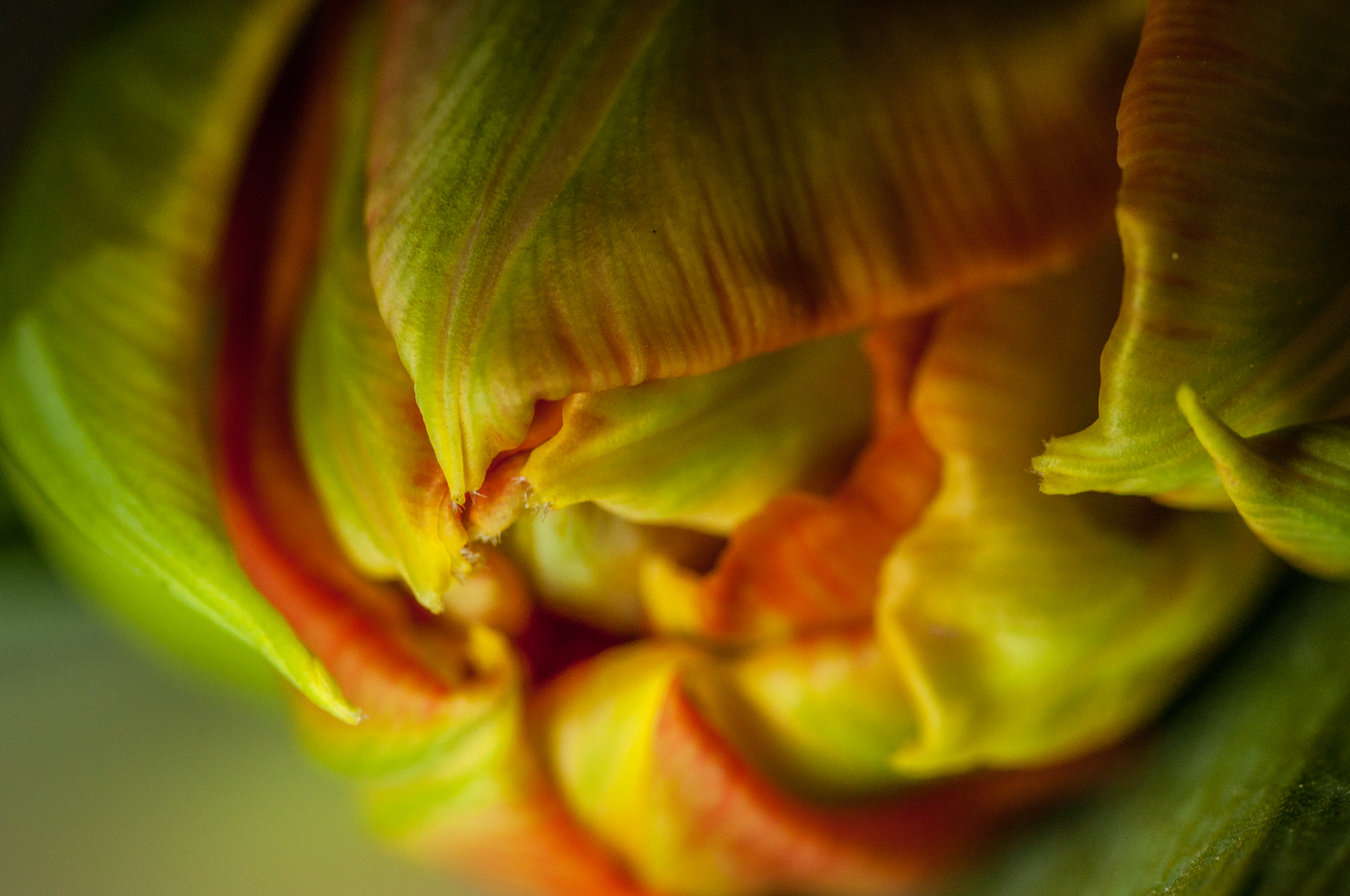 Tulpe - genauer hingeschaut