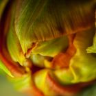 Tulpe - genauer hingeschaut