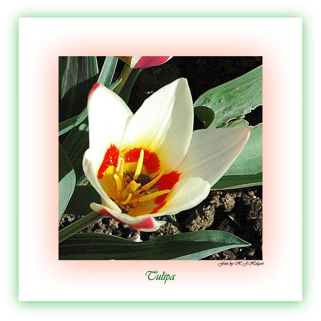 Tulpe geöffnet