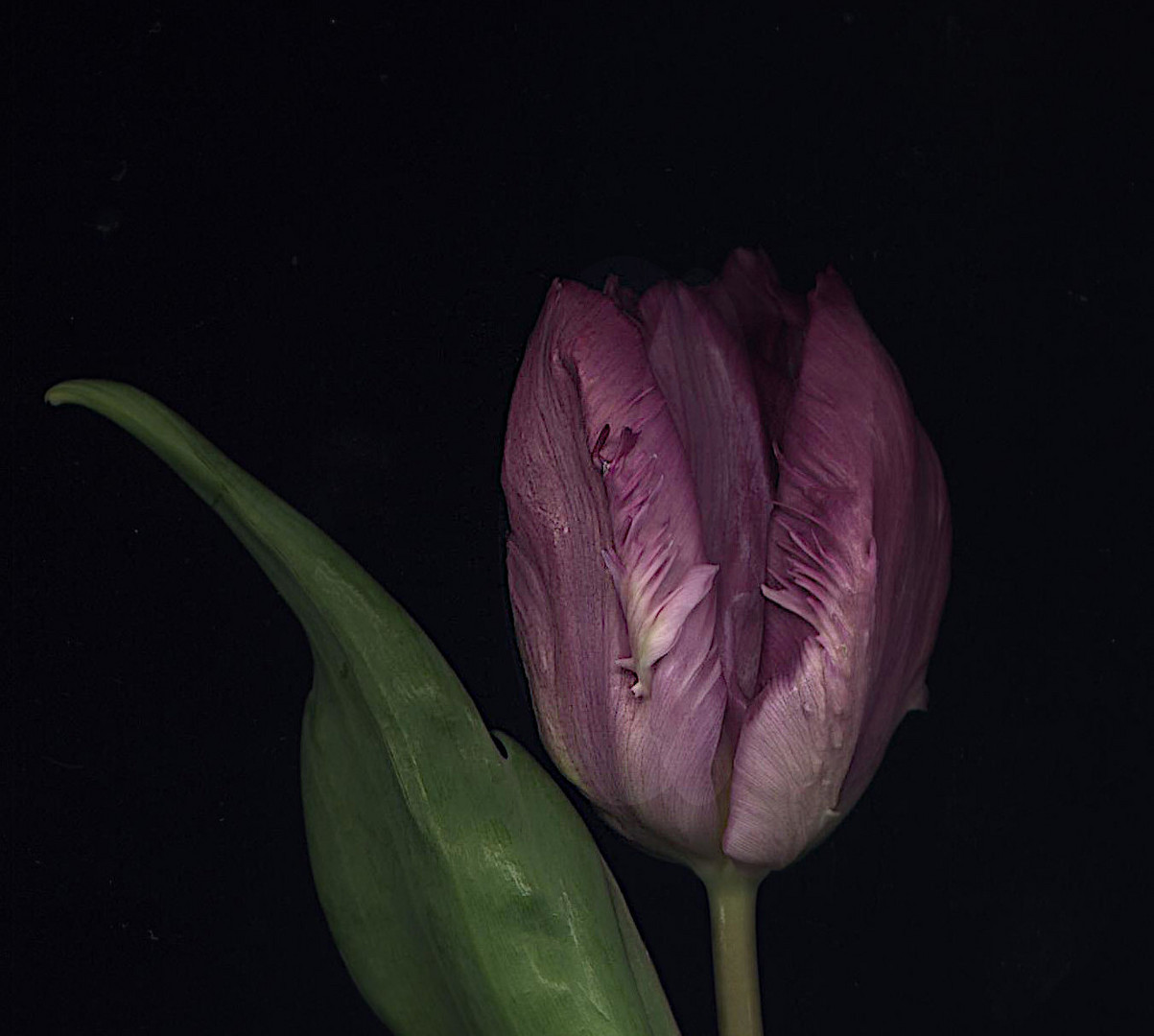 Tulpe gescannt mit dunklem HG