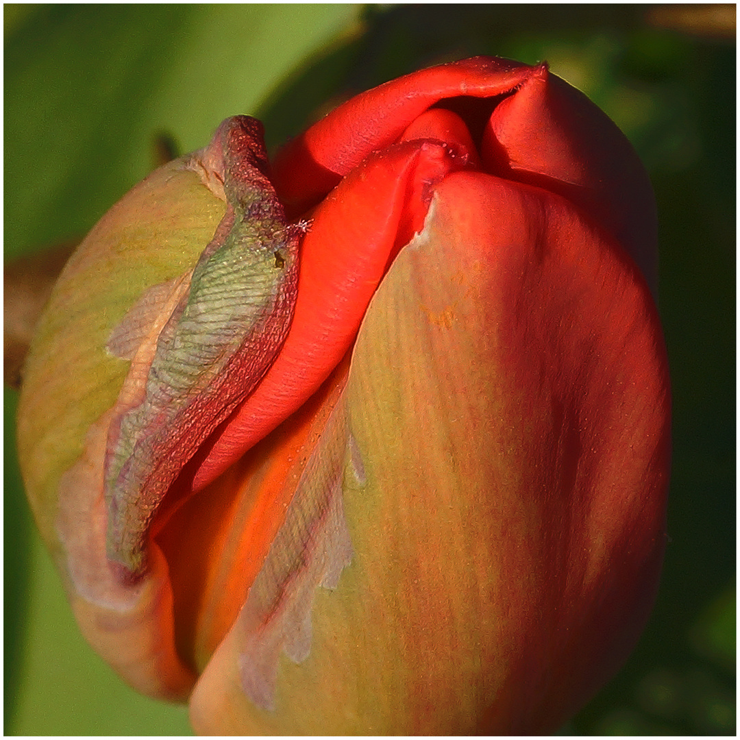 Tulpe, geschlossen