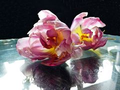 Tulpe gespiegelt