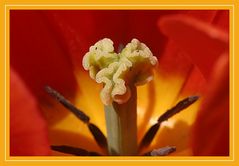 Tulpe gewährt Einblick