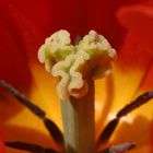 Tulpe gewährt Einblick