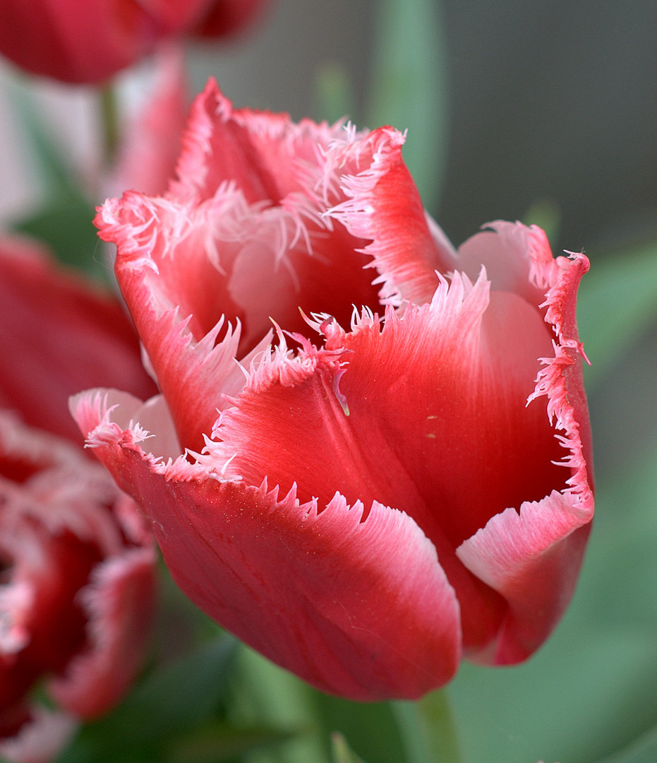 Tulpe gezackt