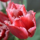 Tulpe gezackt