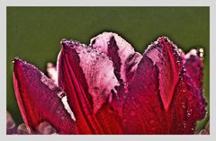 tulpe hdr