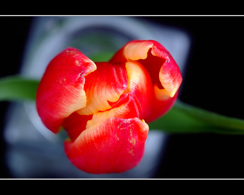 Tulpe I