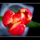 Tulpe I