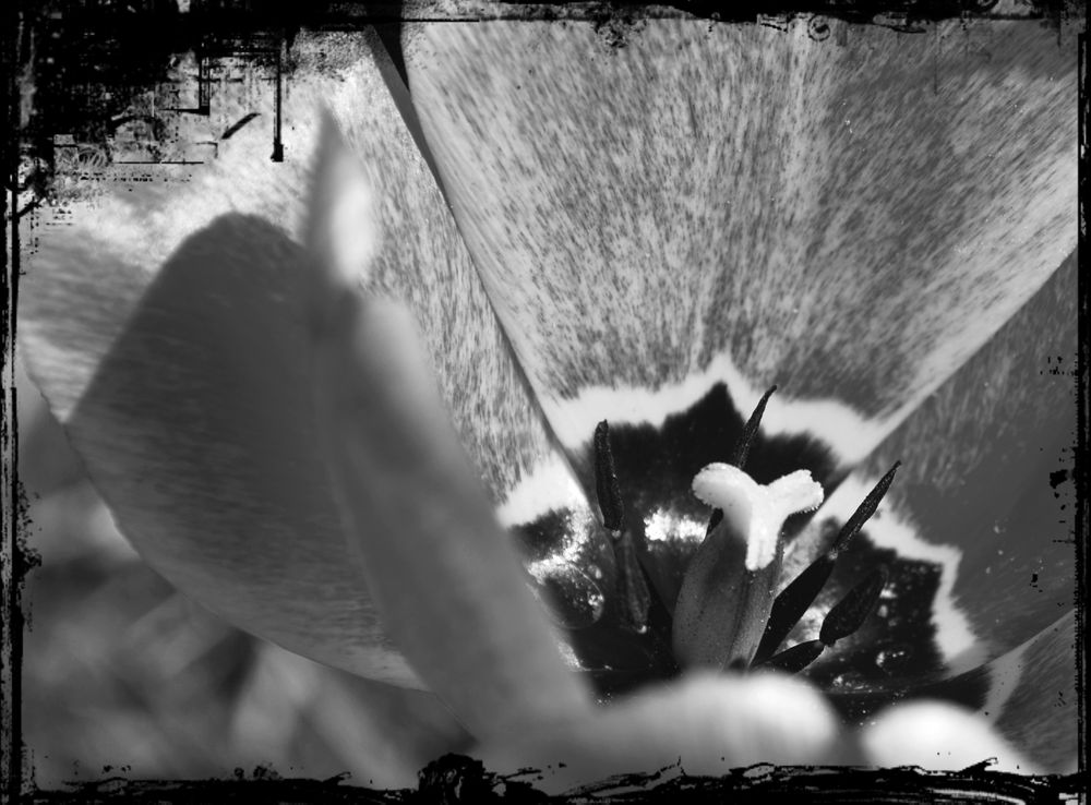 Tulpe I