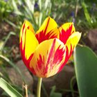 Tulpe I