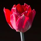 Tulpe I