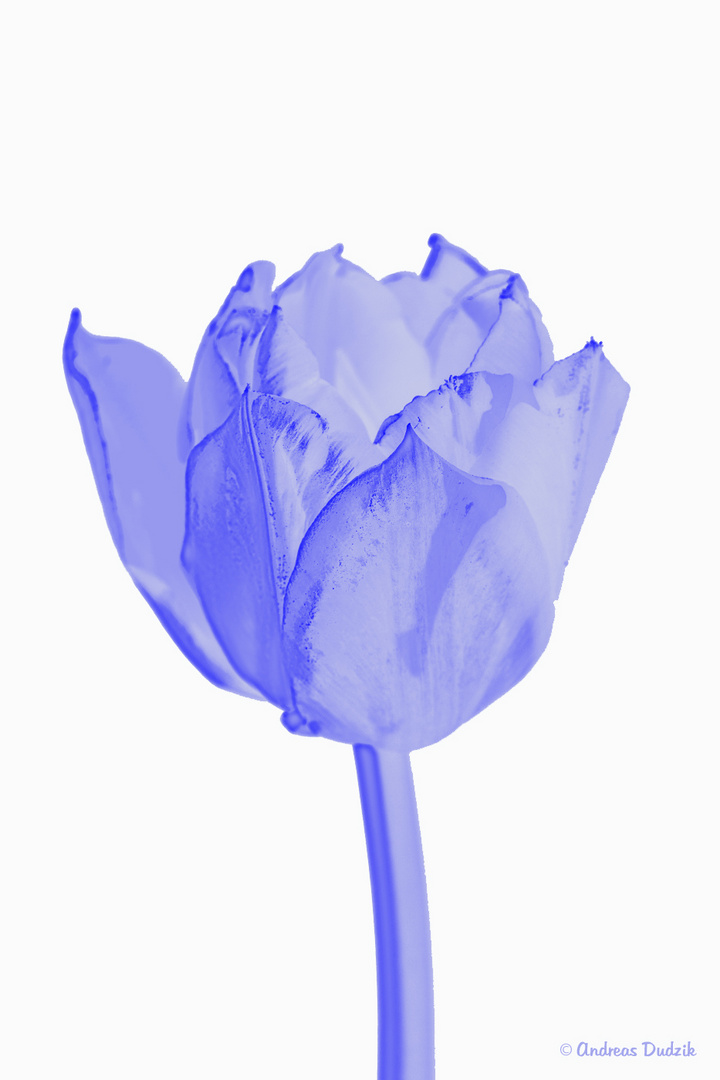 Tulpe I