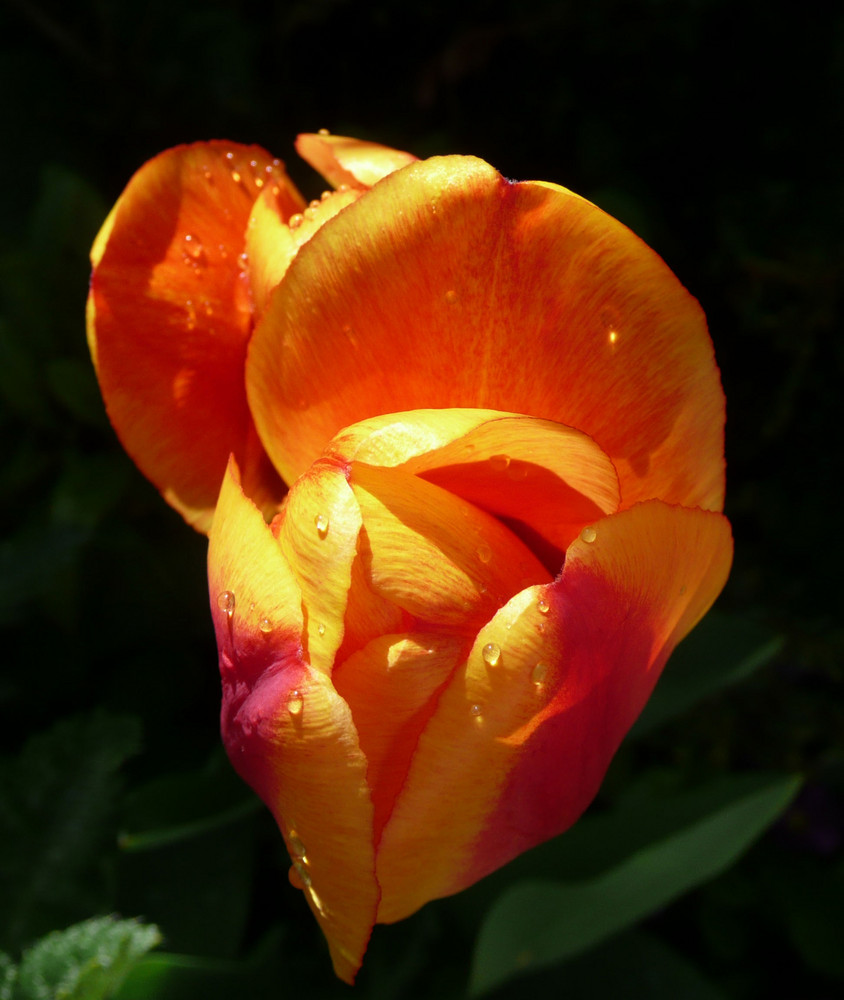 Tulpe I