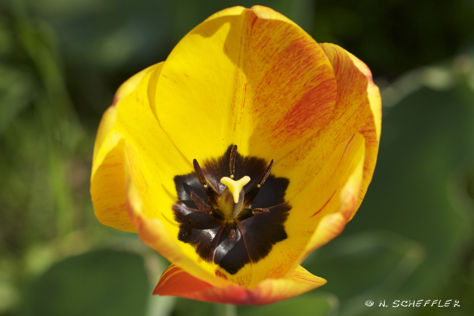 Tulpe I