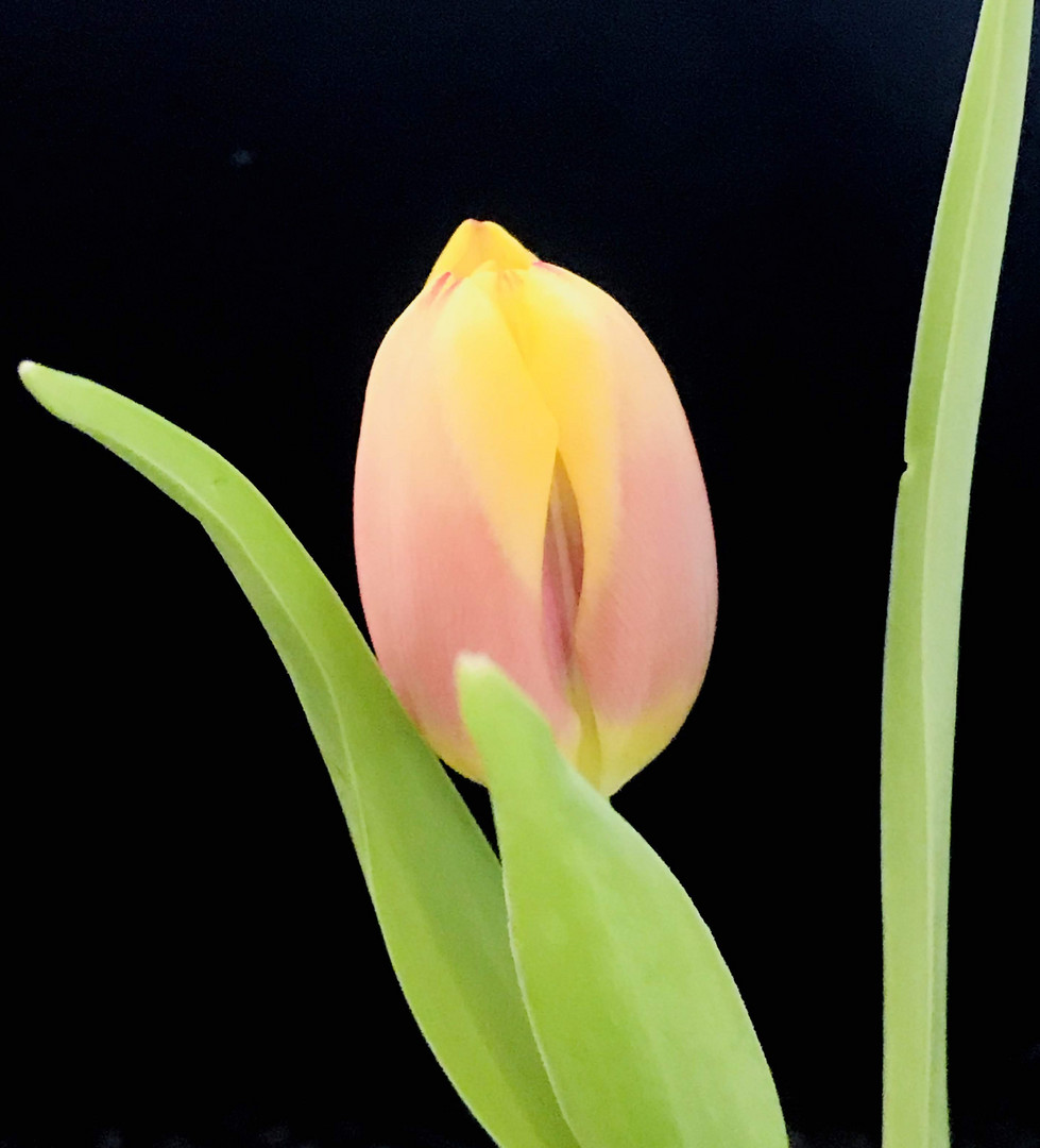 Tulpe I