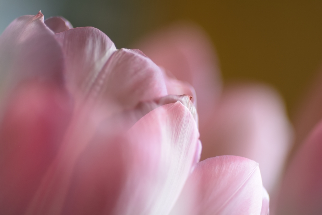 Tulpe I