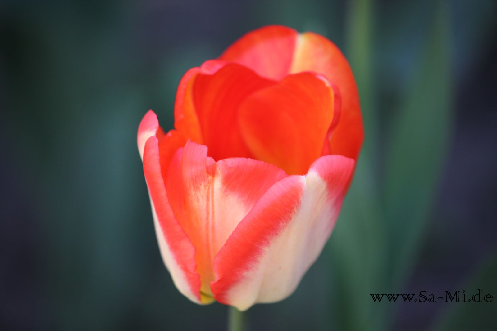 Tulpe I