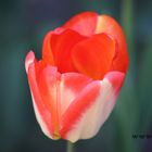 Tulpe I