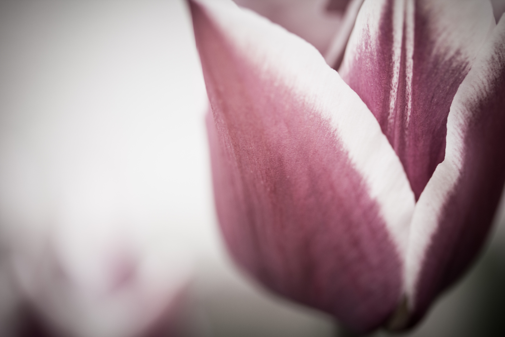 Tulpe I