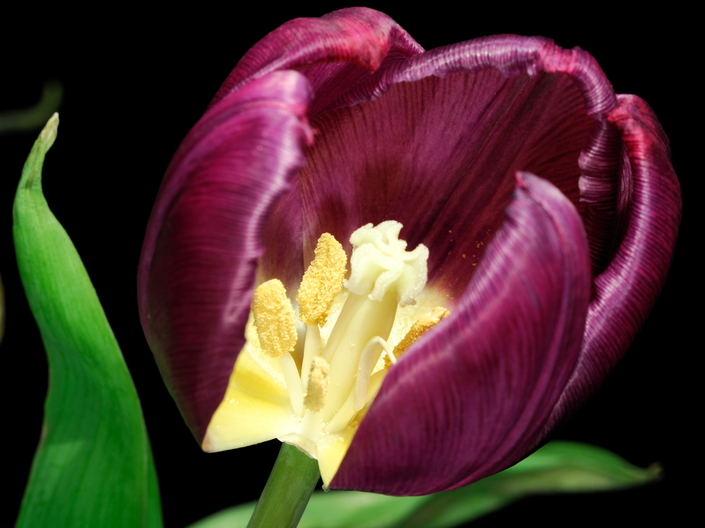 Tulpe I