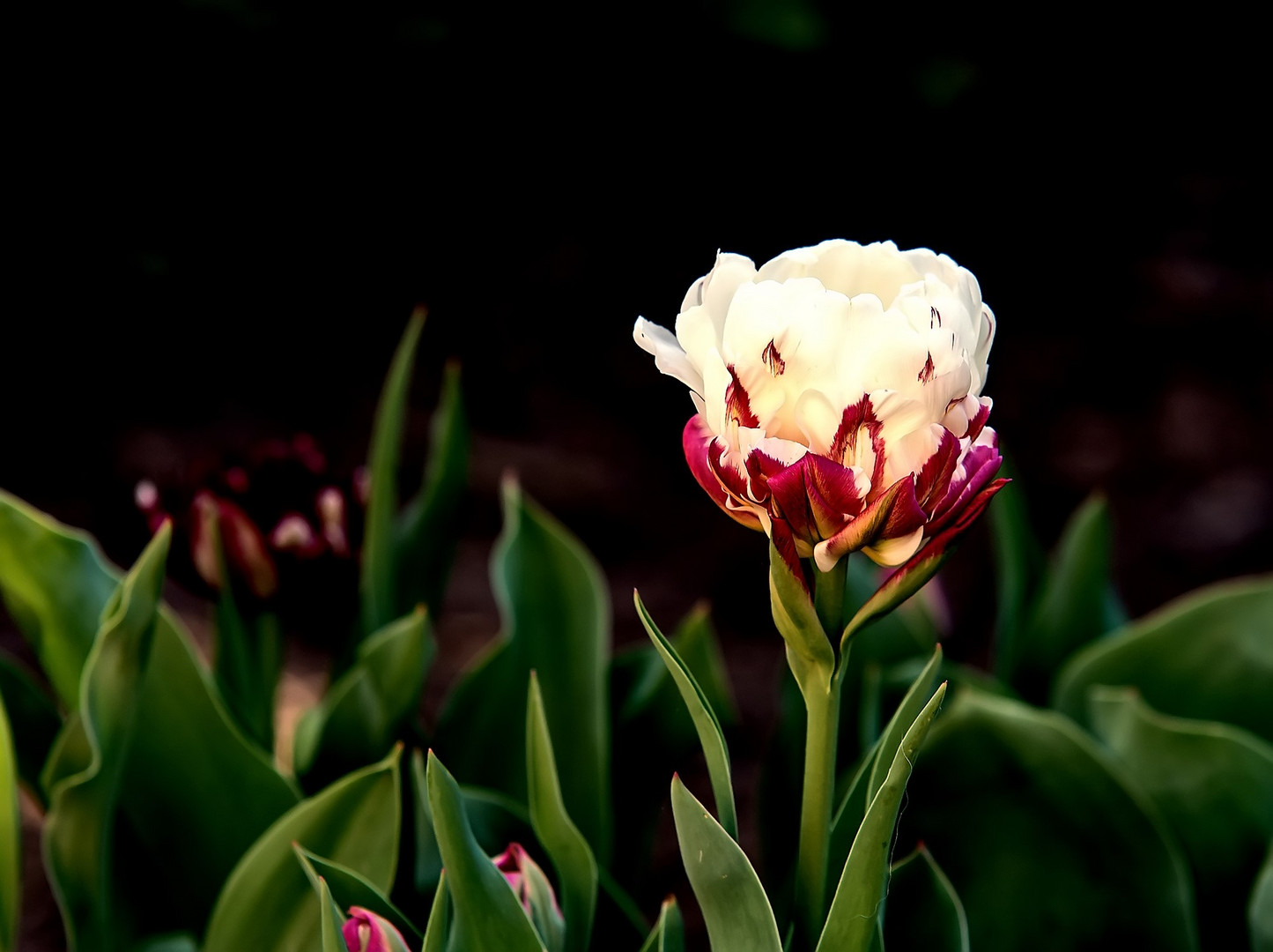 Tulpe Ice Cream