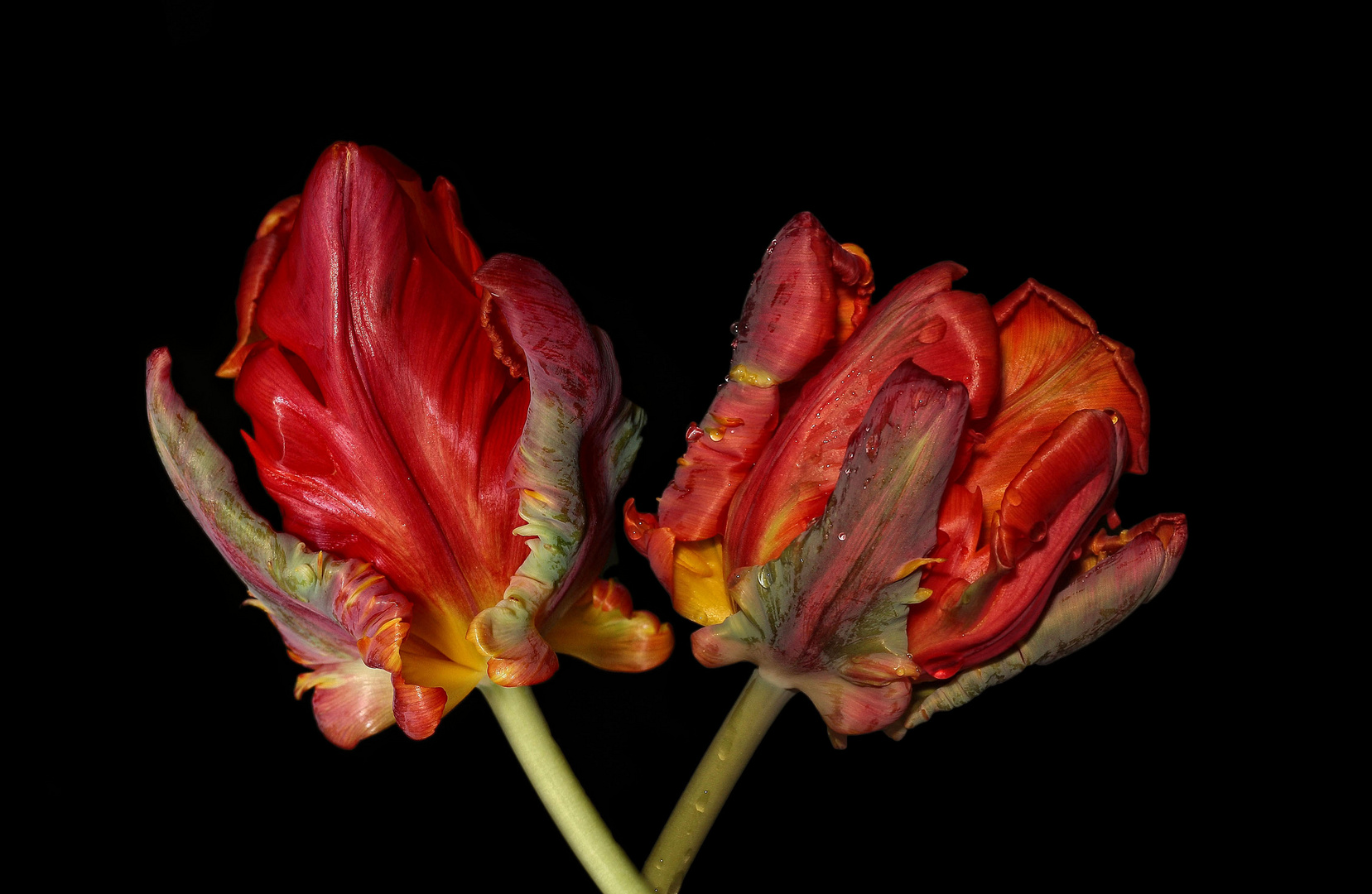 Tulpe II