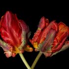 Tulpe II