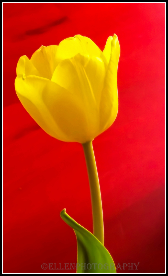 Tulpe II