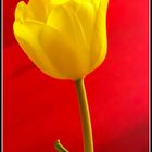 Tulpe II