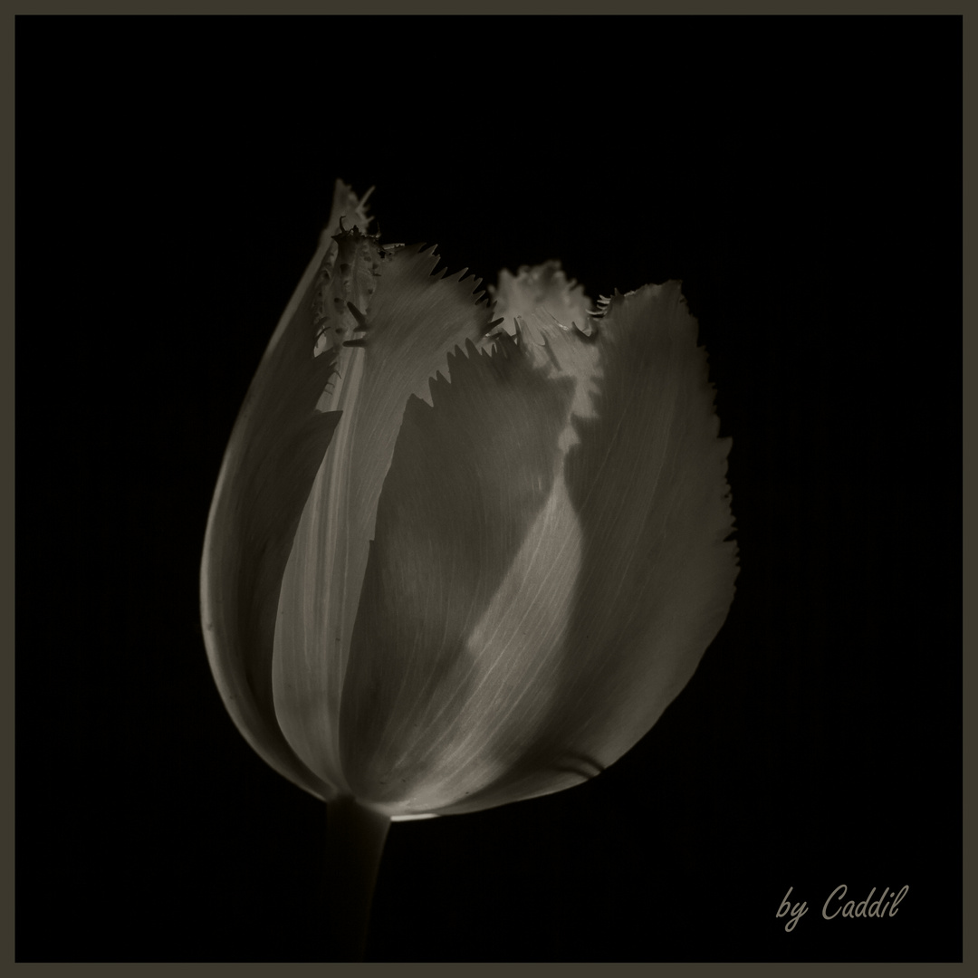 Tulpe II