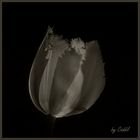 Tulpe II