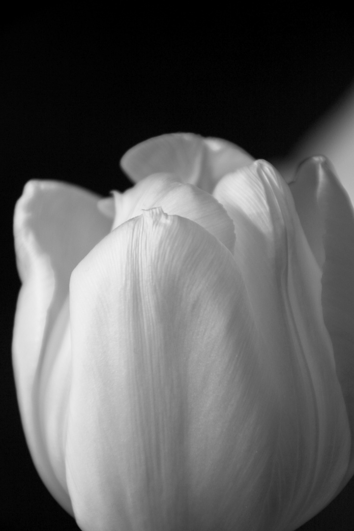 Tulpe II